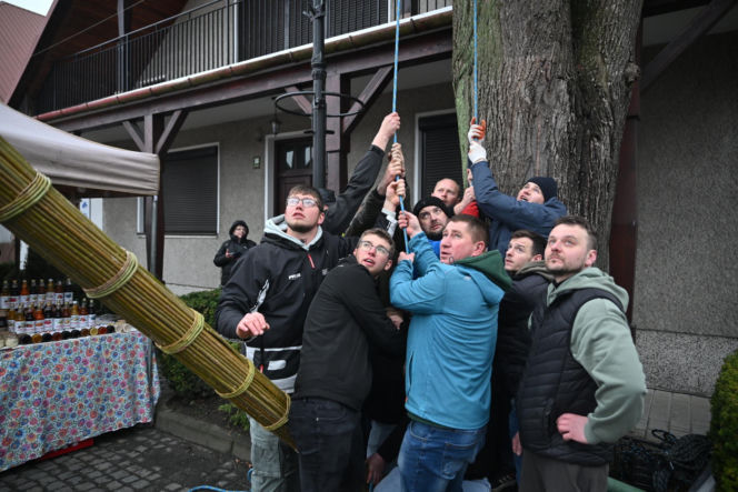 35 metrów i 80 centymetrów liczy palma, która zwyciężyła tegoroczny konkurs palm w Lipnicy Murowanej