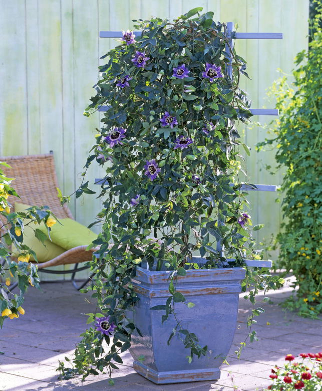 Passiflora