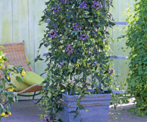 Passiflora
