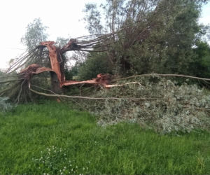 Piorun zabił mi kózkę Felę. Poczułem potworny ból i jakieś ciepło przeszyło moje ciało