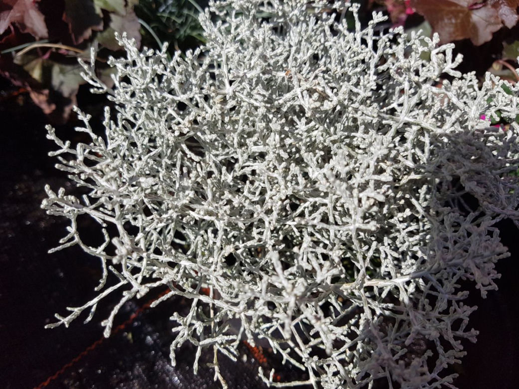 Kalocefalus 