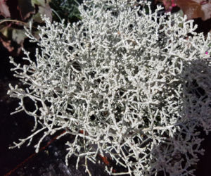 Kalocefalus 