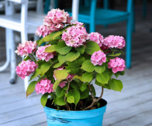 Którą hortensję przycinamy na wiosnę? Bukietową czy ogrodową? Nie popełnij błędu!