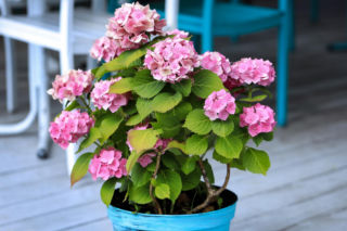 Po tym nawozie twoje hortensje wystrzelą w kosmos! Przepis jest banalny, ale jest jeden haczyk