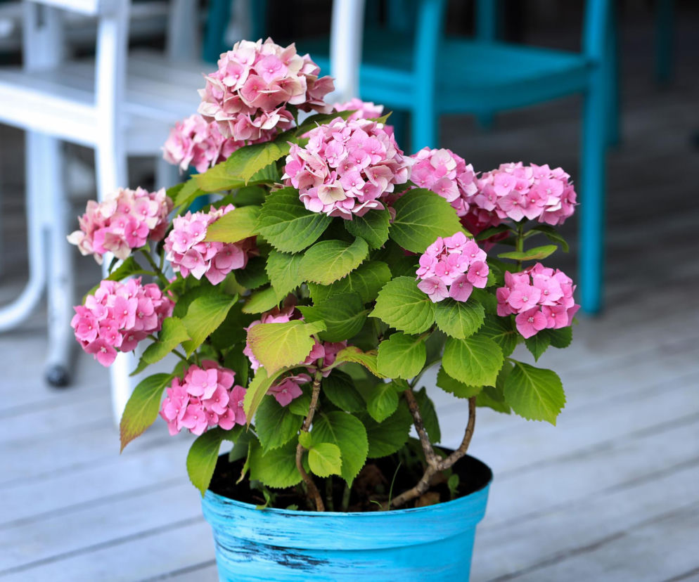 Którą hortensję przycinamy na wiosnę? Bukietową czy ogrodową? Nie popełnij błędu!