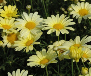Argyranthemum