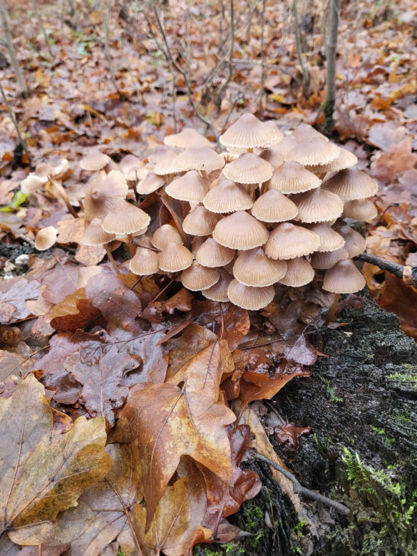 Grzybobranie w zimie w Lubuskiem