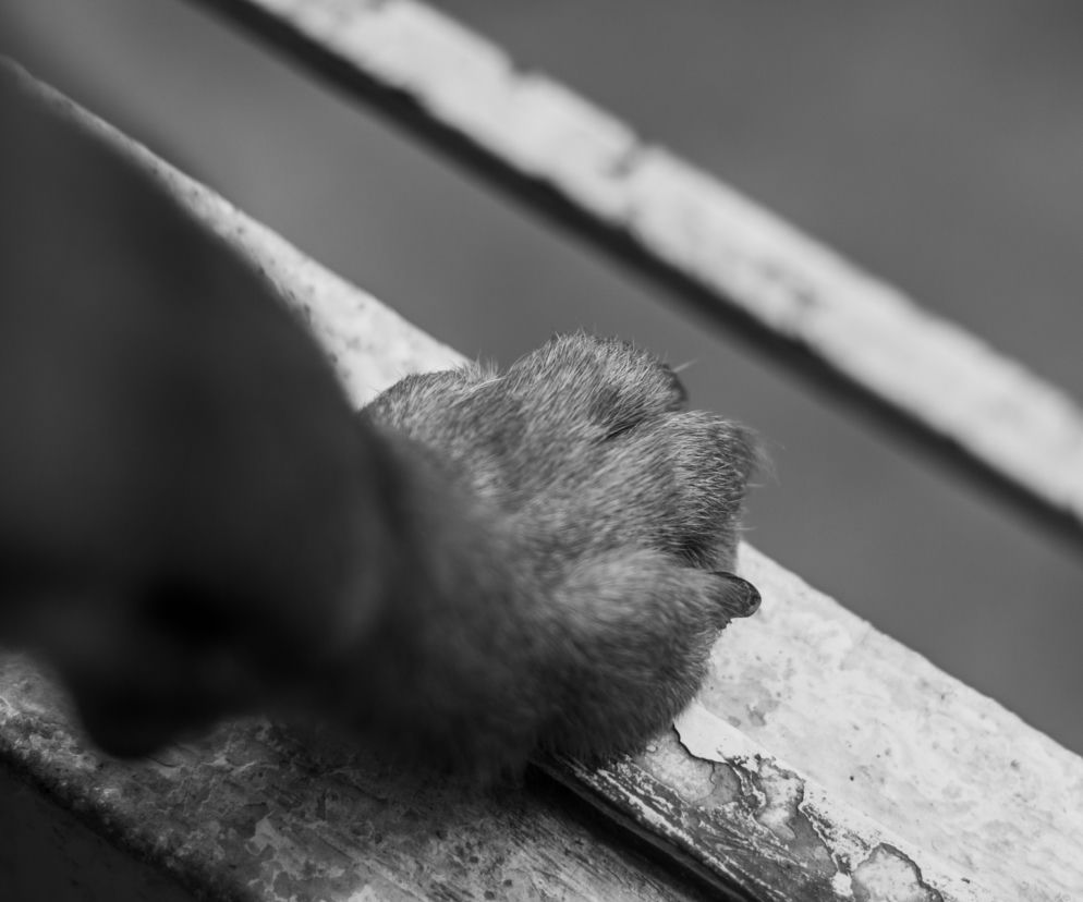 Właścicielka zostawiła Gapcia na pewną śmierć. Teraz psiak ma szanse na powrót do zdrowia