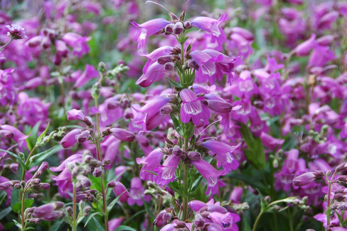 Penstemon