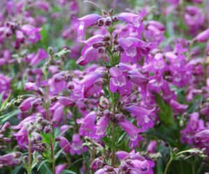 Penstemon