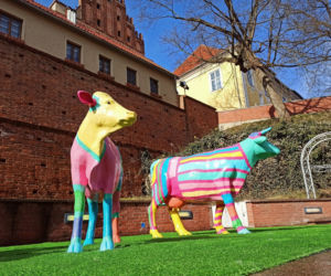 W centrum Olsztyna niecodzienny widok. Przy amfiteatrze pasą się kolorowe KROWY! 