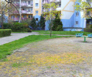 Na skwerach i placach zabaw na Kozanowie schną rośliny