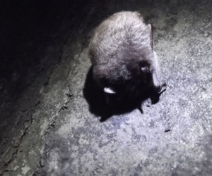 Podziemia przy jeziorze Szmaragdowym