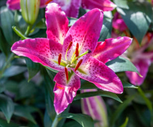 Lilia orientalna 'Stargazer'