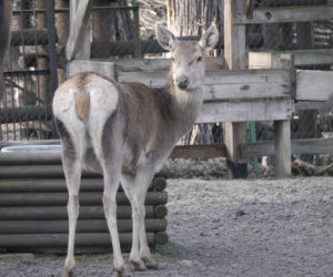 Zwierzęta w białostockim ZOO budzą się na wiosnę