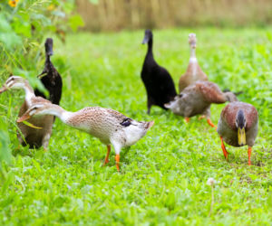 Biegusy indyjskie patrolują ogród, jedzą szkodniki, nie niszczą roślin i dają pyszne jaja 