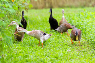 To nie cynamon, to nie skorupki po jajkach, to kaczka biegus! Usunie ślimaki z Twojego ogrodu zanim się zorientujesz. Puść ją wolno, a pożre nawet 60 ślimaków dziennie! 