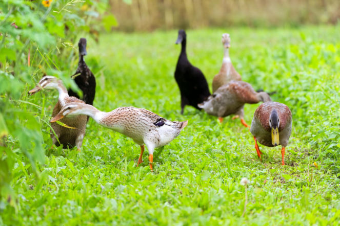 To nie cynamon, to nie skorupki po jajkach, to kaczka biegus! Usunie ślimaki z Twojego ogrodu zanim się zorientujesz. Puść ją wolno, a pożre nawet 60 ślimaków dziennie! 
