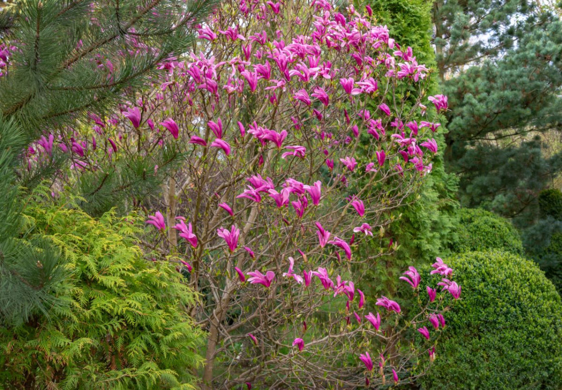 Magnolia 'Susan'