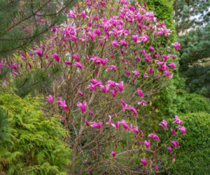 Magnolia 'Susan'