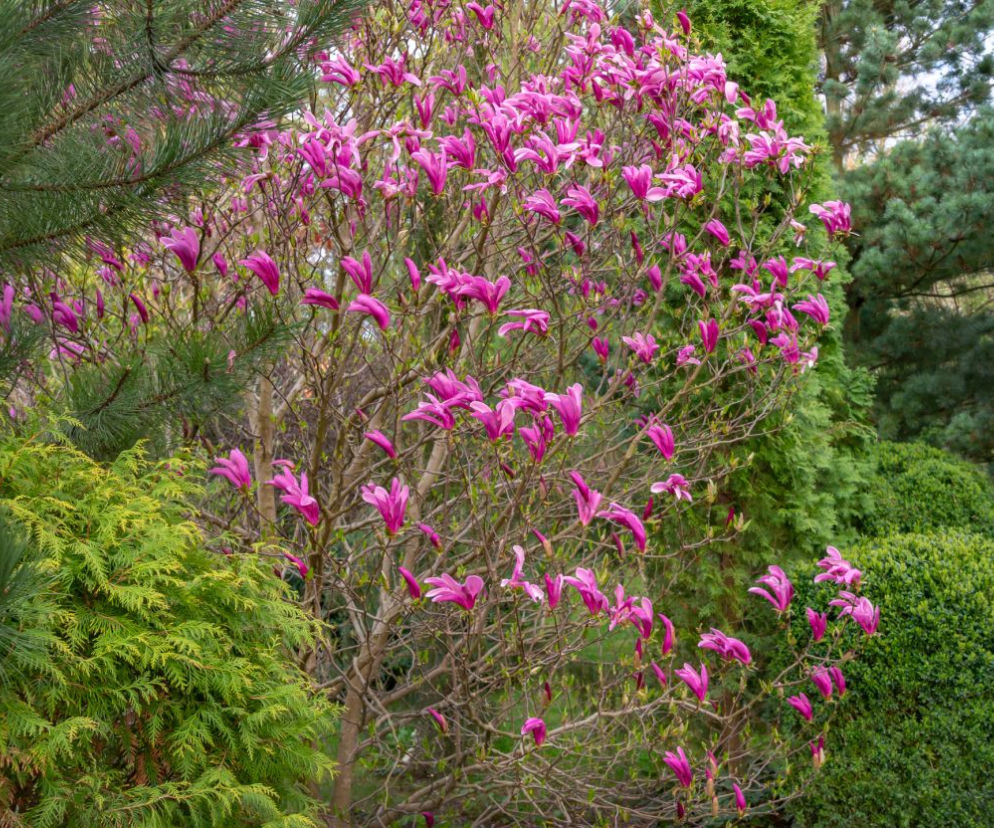 Magnolia 'Susan'