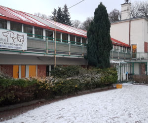 Co dalej z Toruńskim Schroniskiem dla Bezdomnych Zwierząt?