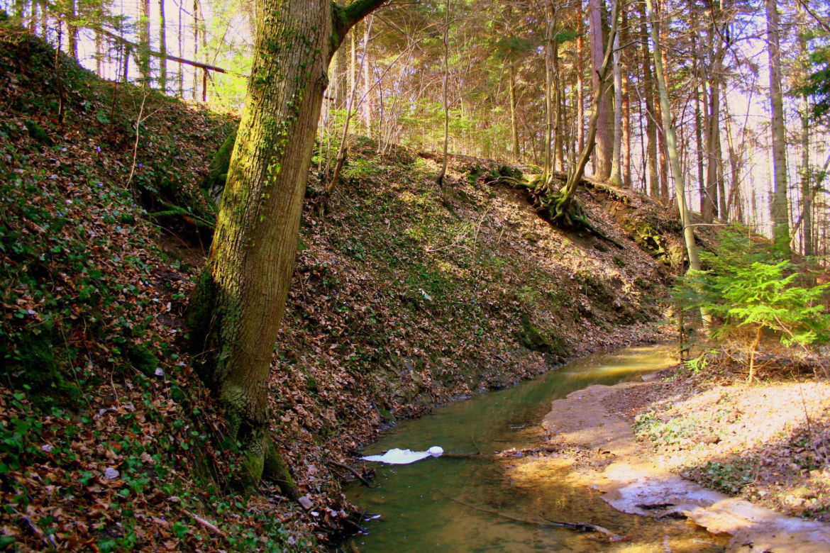 Rezerwat Sufraganiec