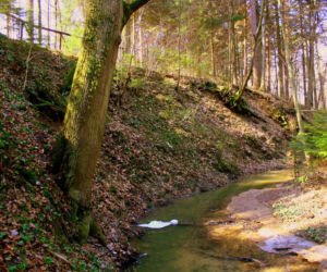 Rezerwat Sufraganiec