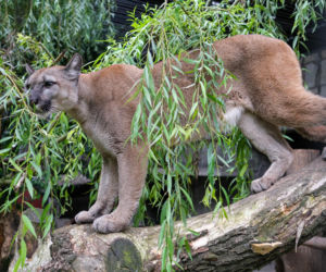 Trzymał w domu pumę. Został skazany