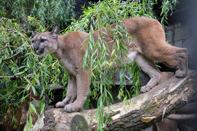 Trzymał w domu pumę. Został skazany