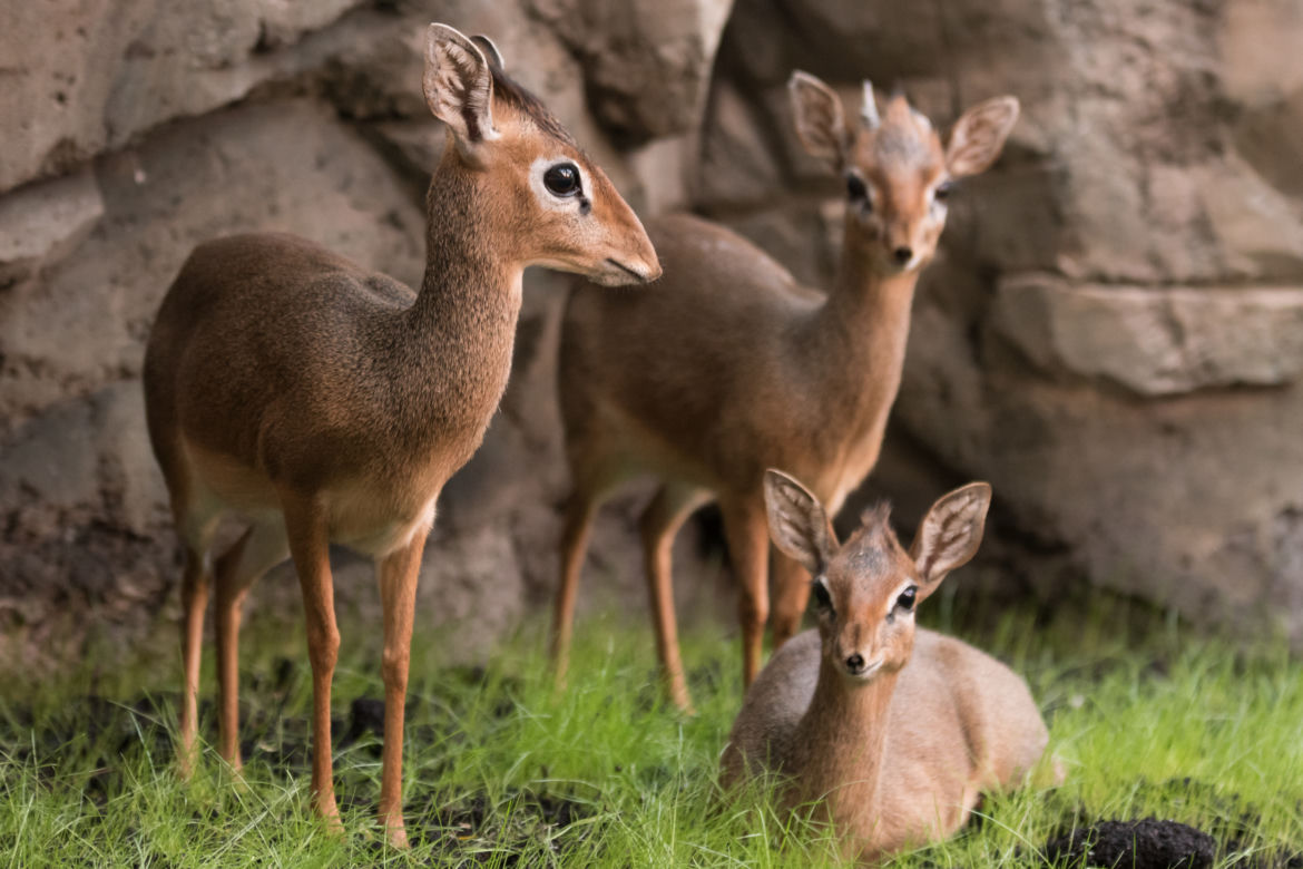 Dikdiki z wrocławskiego zoo