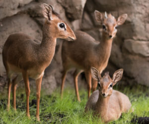 Dikdiki z wrocławskiego zoo