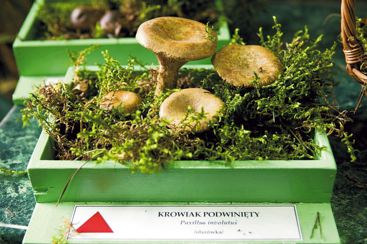 Krowiak podwinięty