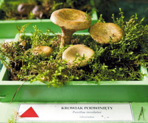 Krowiak podwinięty