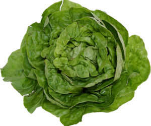 Sałata