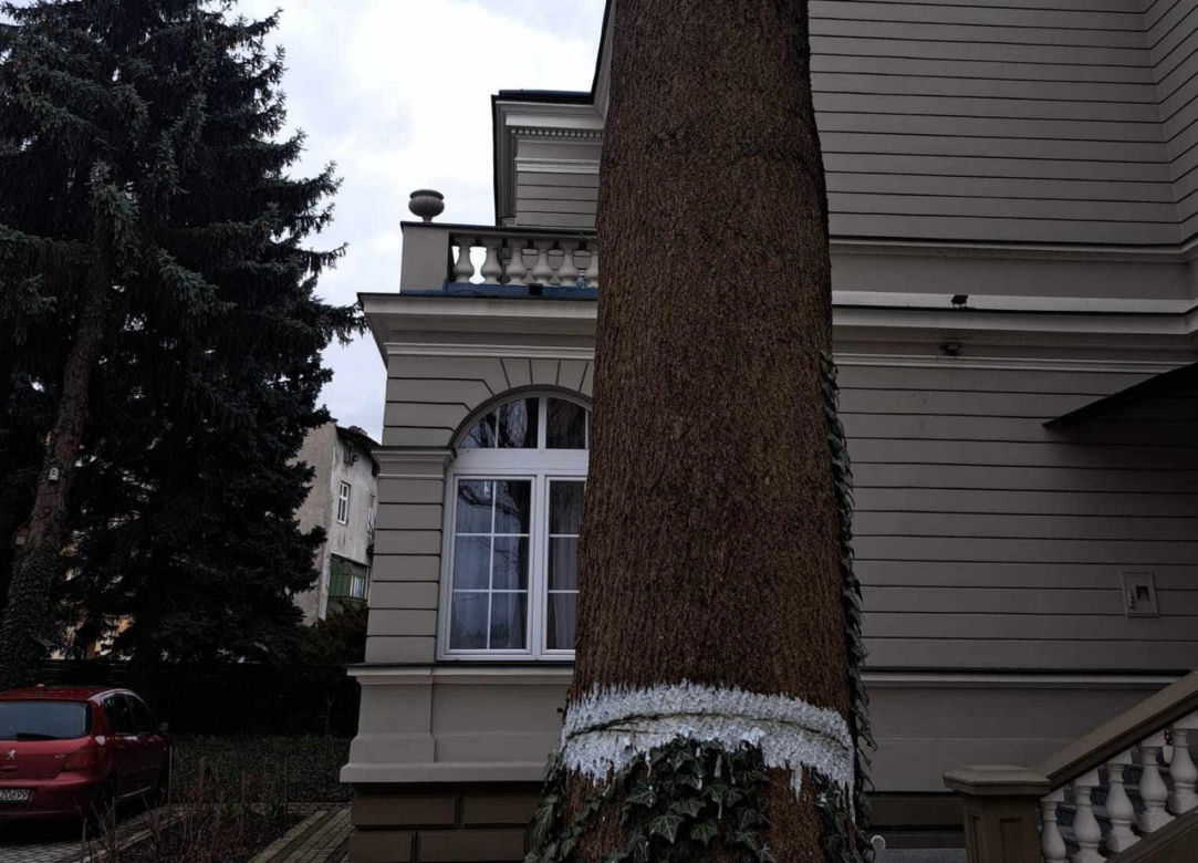 Podcięto drzewo, żeby spadło na dzieci