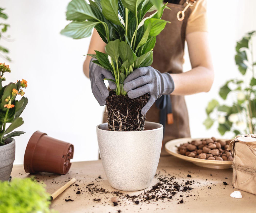 Sadzenie roślin doniczkowych