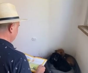 Psy słuchają Kubusia Puchatka, żeby przyzwyczaiły się do głosu człowieka