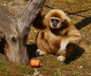 Zamojskie zoo chłodzi zwierzaki lodami! Ich reakcje są obłędne