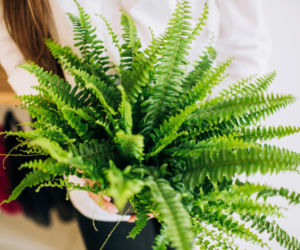 Paprotka będzie soczyście zielona i gęsta. Rozcieńcz z wodą 1:5 odżywkę od babci i podlej roślinę. Domowy nawóz do paproci 