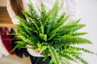 Paprotka będzie soczyście zielona i gęsta. Rozcieńcz z wodą 1:5 odżywkę od babci i podlej roślinę. Domowy nawóz do paproci 