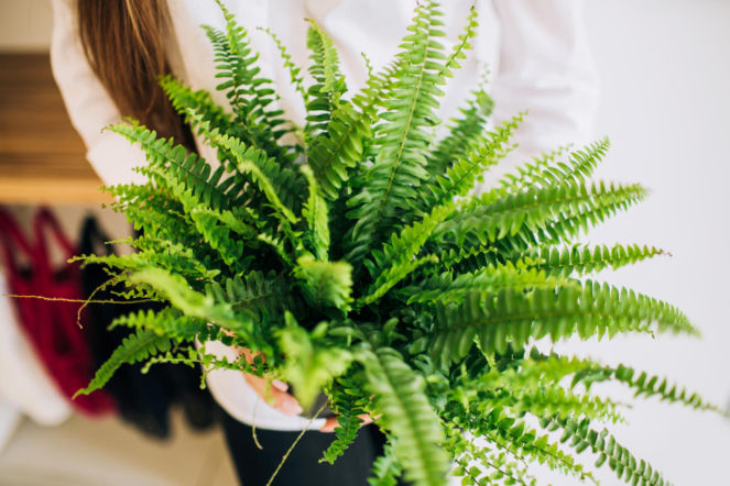 Paprotka będzie soczyście zielona i gęsta. Rozcieńcz z wodą 1:5 odżywkę od babci i podlej roślinę. Domowy nawóz do paproci 