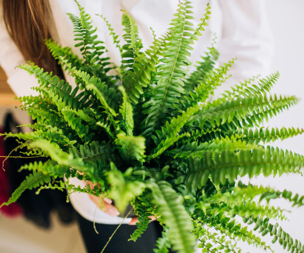 Domowa odżywka do paprotki to złoto. Dzięki niej działa jak domowy oczyszczacz