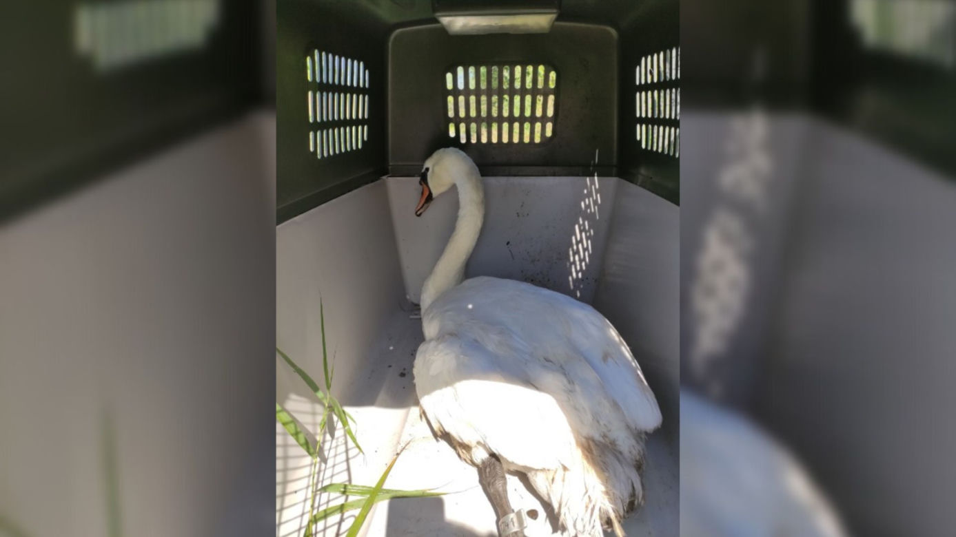 Ranny łabędź uratowany przez Ekopatrol