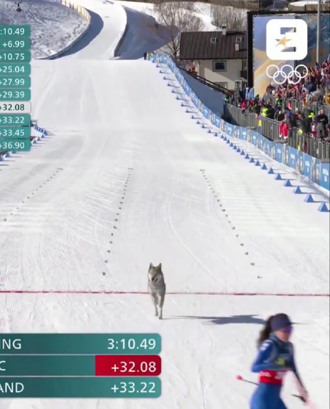 IO 2026: Pies na trasie biegu