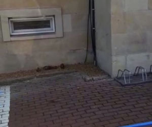 Grzybiarze znaleźli w lesie granaty i przynieśli je na komisariat