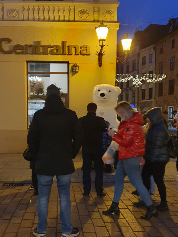 Biały Miś na toruńskiej starówce