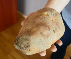 Ziemniak gigant z Małopolski