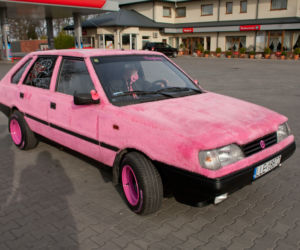Włochaty polonez rządzi
