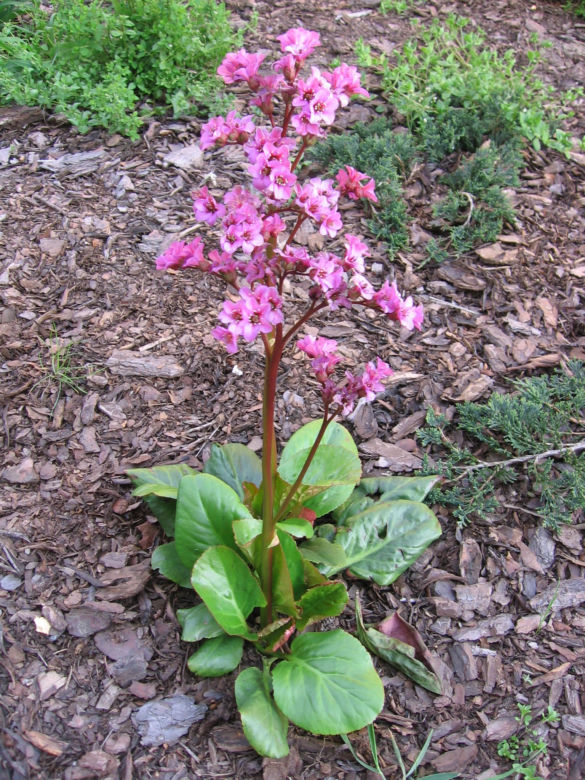 Bergenia sercowata
